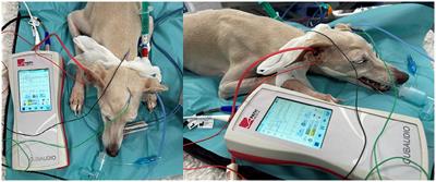 Rapid hearing threshold assessment with modified auditory brainstem response protocols in dogs